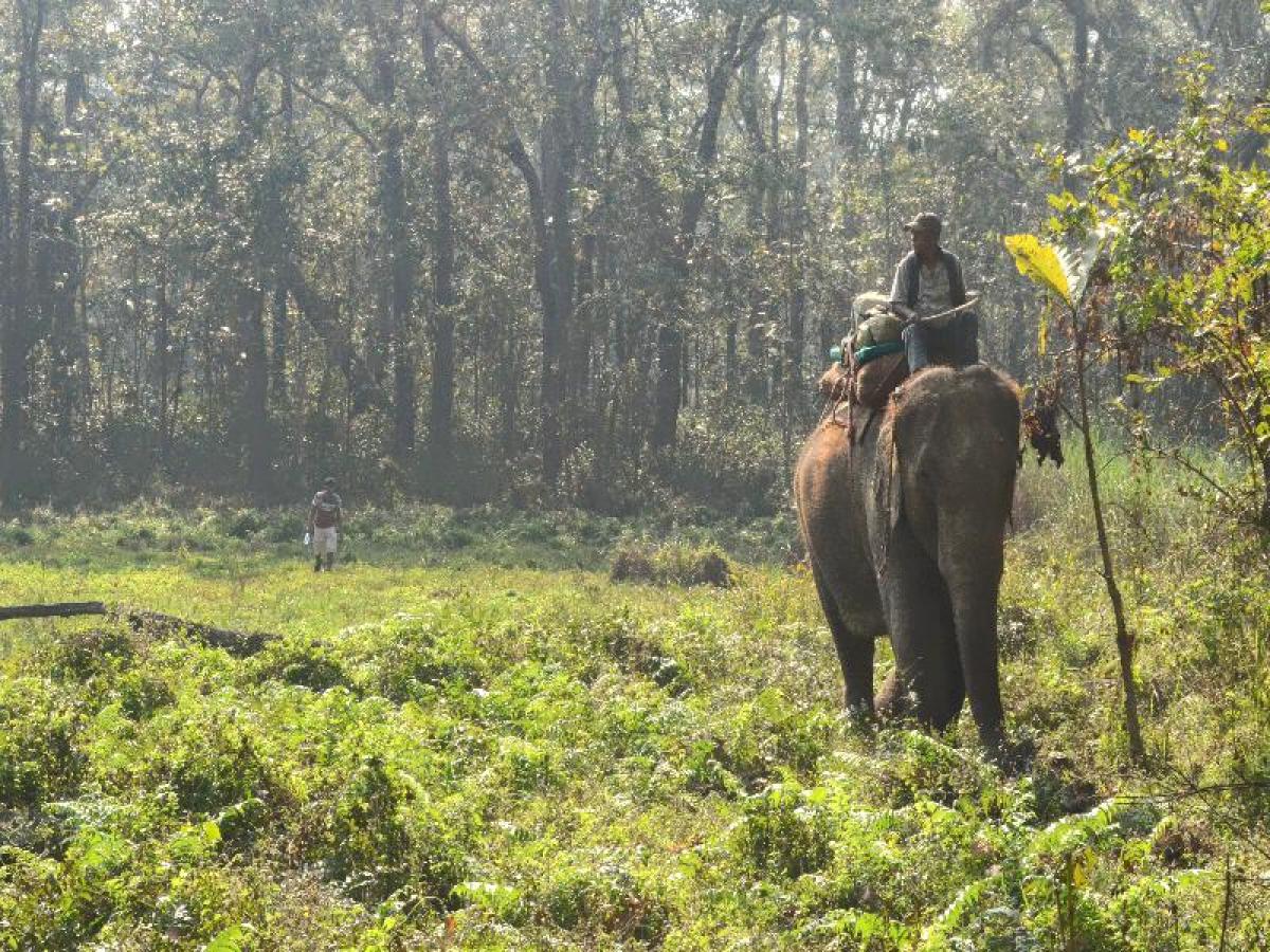 Walking with Elephants, Chitwan, Nepal