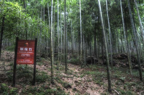 Moganshan Marriage Bamboo