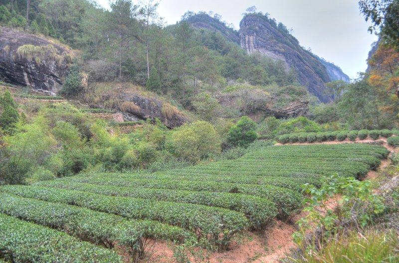Wuyishan tea festival and tea gardens, Fujian, China