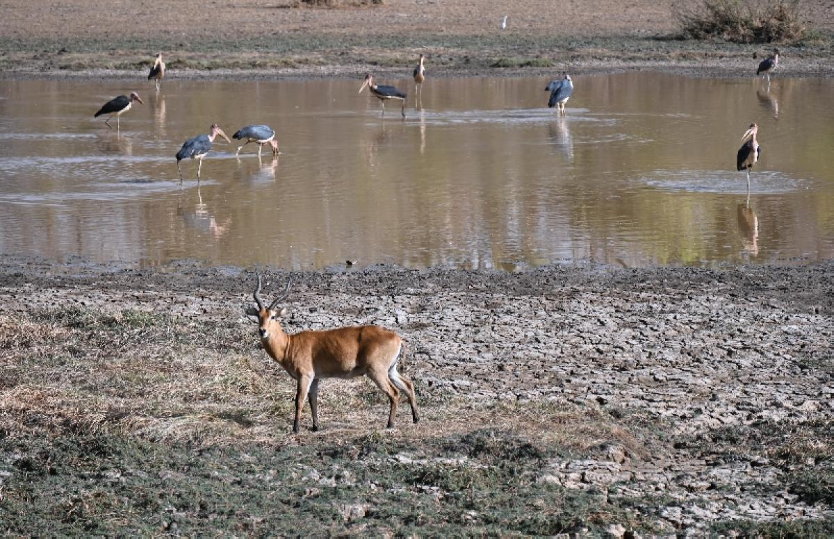 Niokolo Koba National Park, Senegal